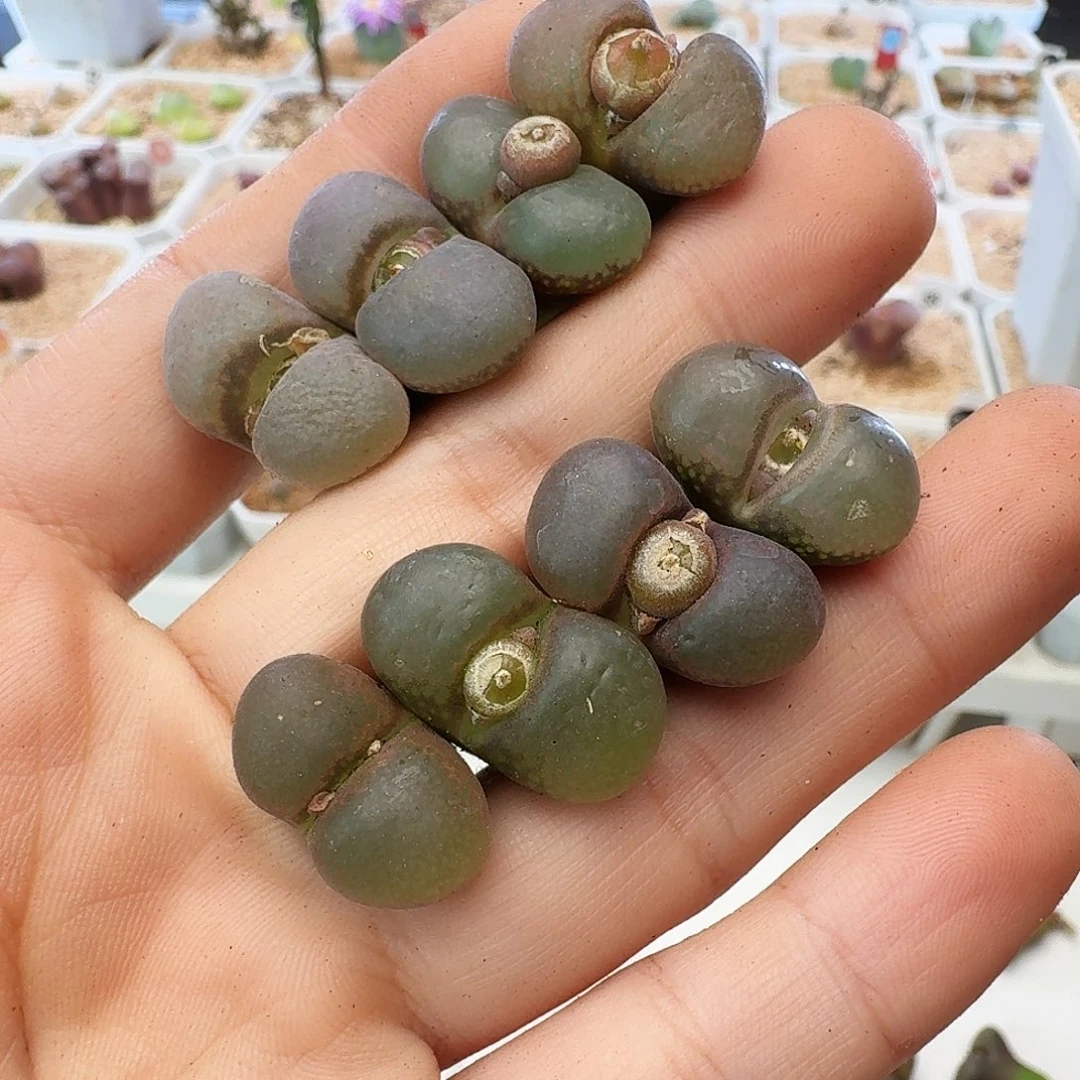 福利瑕疵风铃介意慎拍708