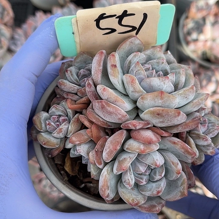 用***6紫皮石榴籽星影551