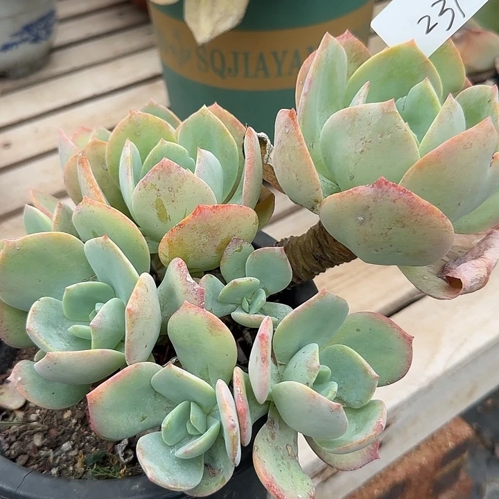 冰*露231白凤脱土发不寄养