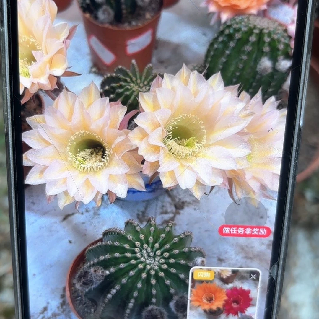 金刚1号5.5-6公分左右