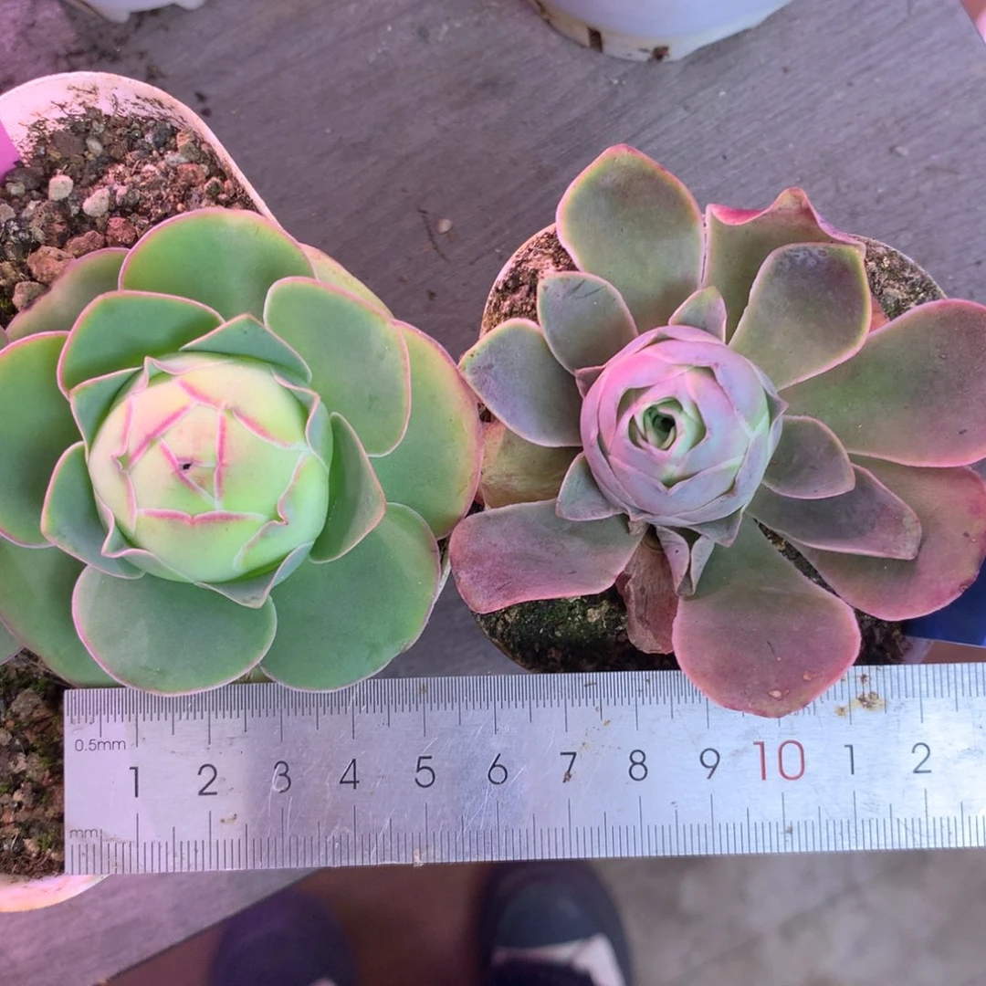 一物一拍厚叶黄金，冰雪后裔021