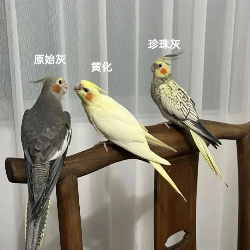 2【玄凤鹦鹉】高端玄凤鹦鹉可教说话可学唱歌宠物鸟