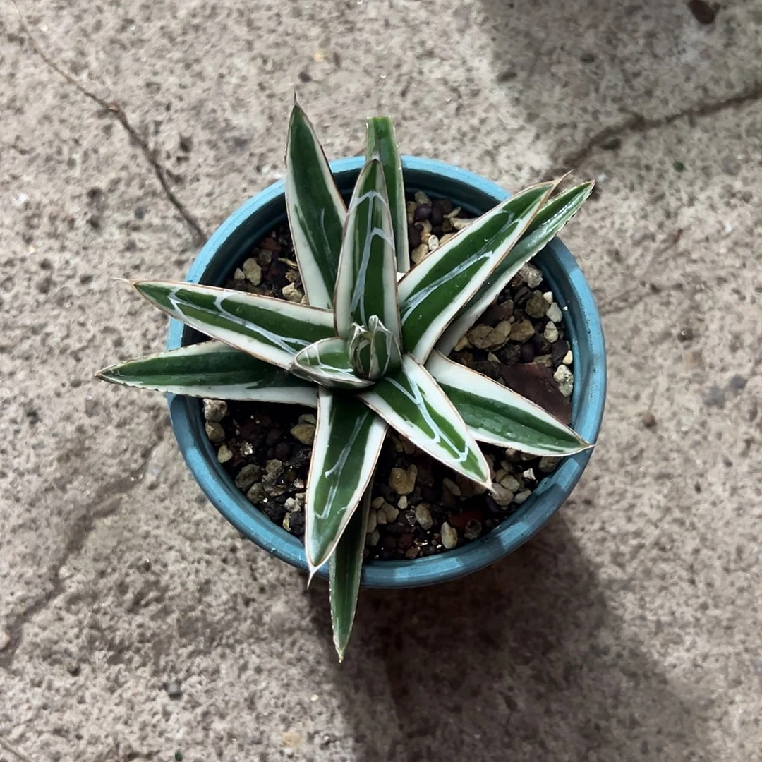 反***转冰山2号生长发育过程植物