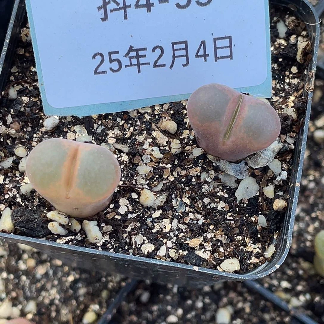 这***比4-95肉锥多肉植物