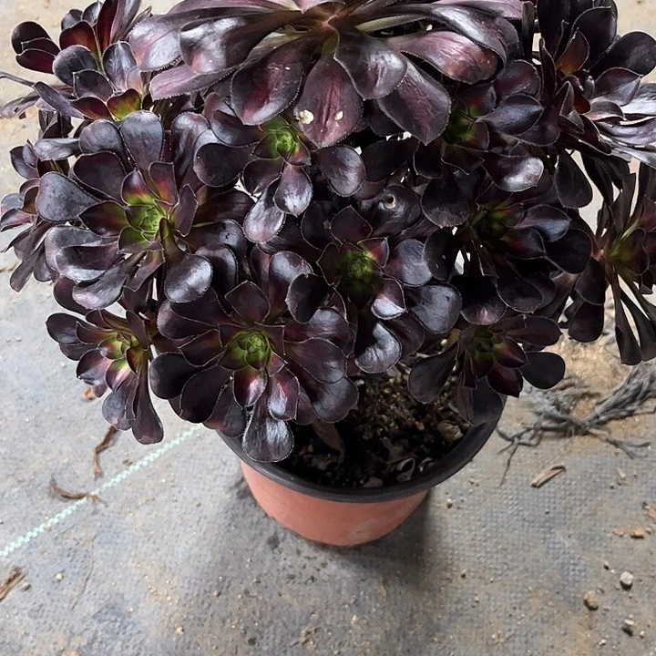 多肉植物晚霞锦……