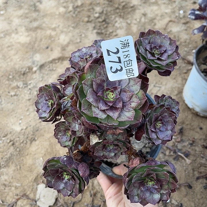 273黑魔手捧2号棚