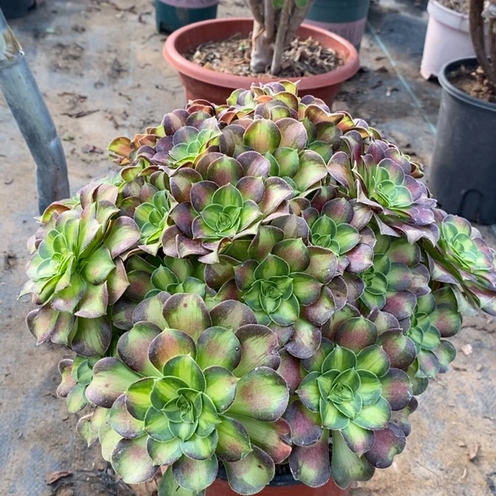 韶华多肉植物34。