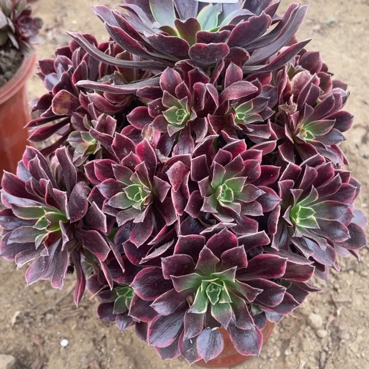 无花朵299多肉植物金丝雀