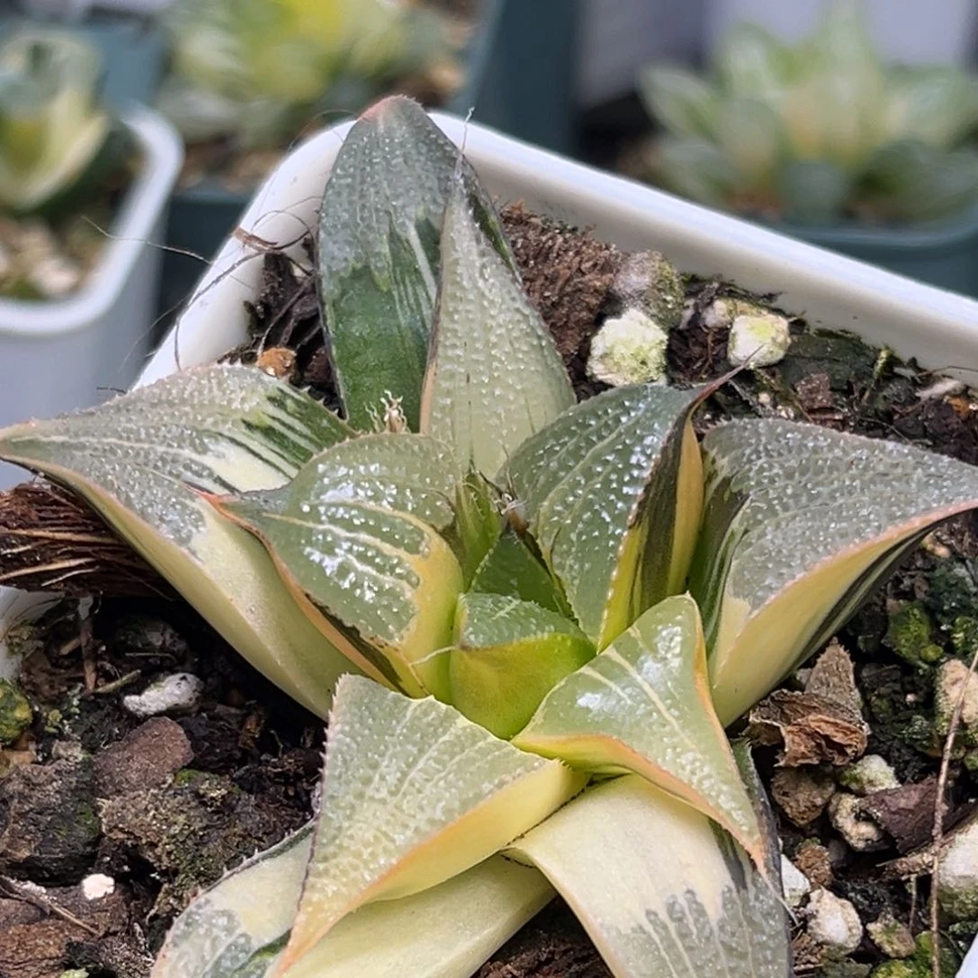 恭喜发财大吉大利1453