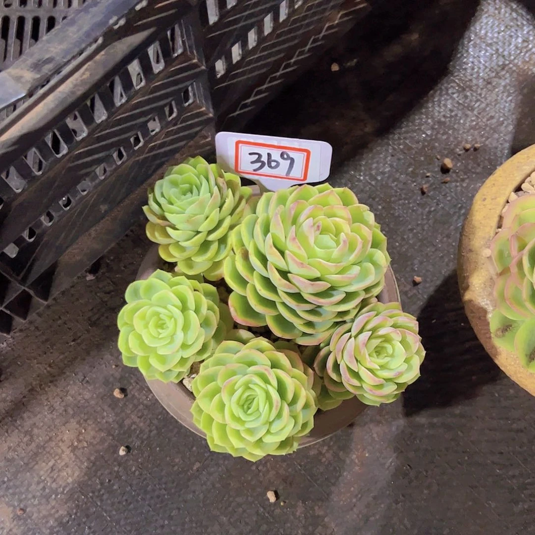 @****369哈密瓜18.8元元元