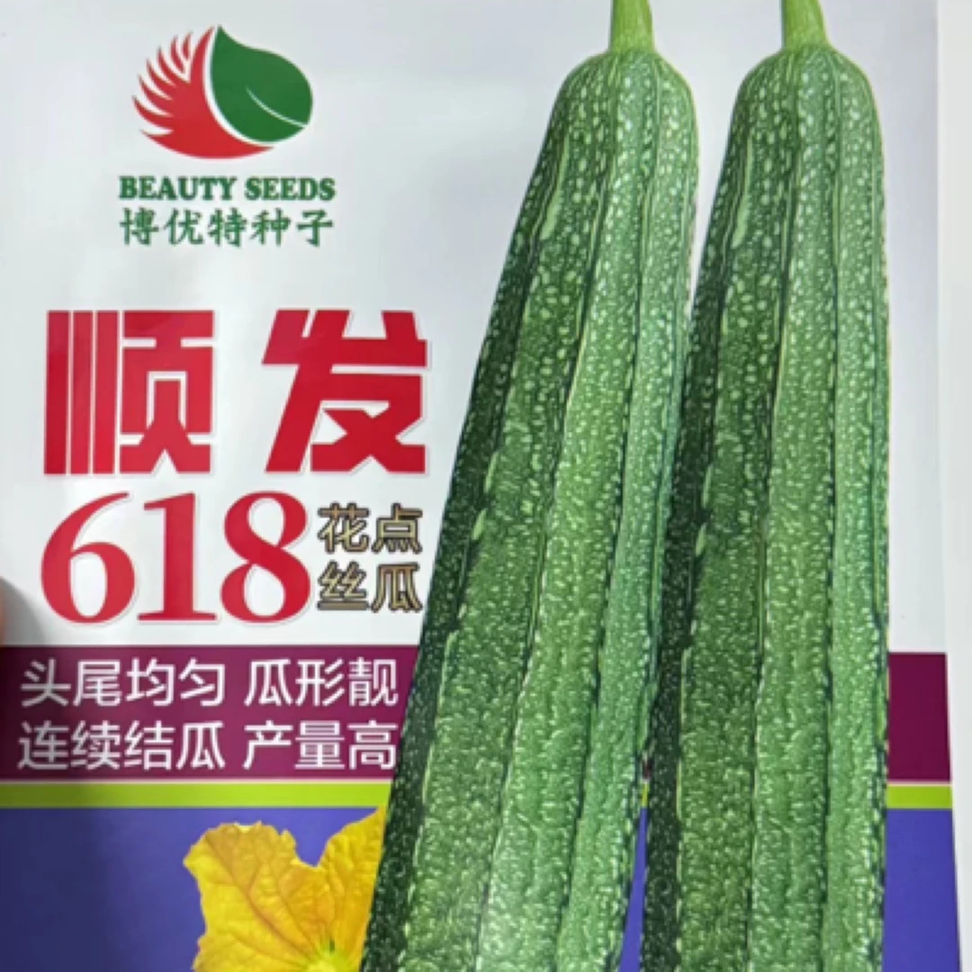 春秋耐寒大花丝瓜 顺发618 20几天来瓜节节有瓜 大棚露天都可种植