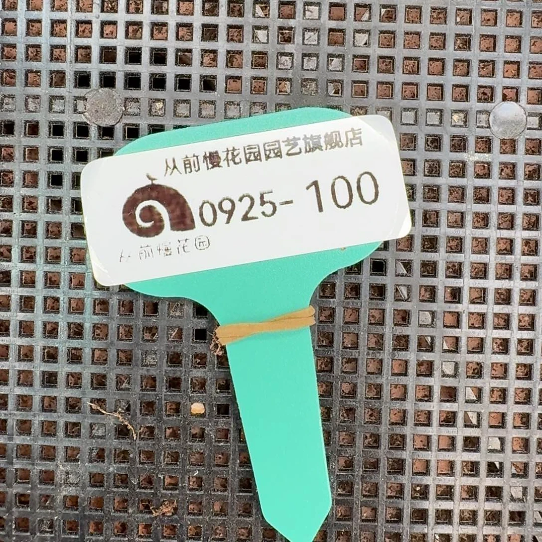 从前慢多肉精选编号0925.100