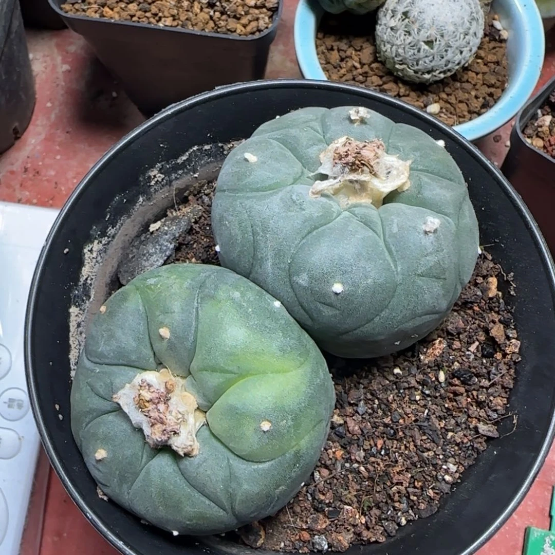 520实生墨绿草球锦多肉