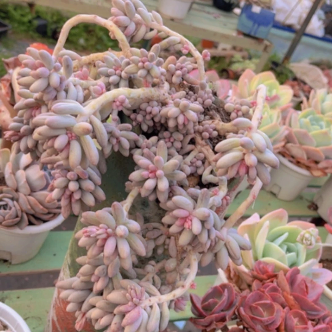 【闪购商品】婴儿手指24238