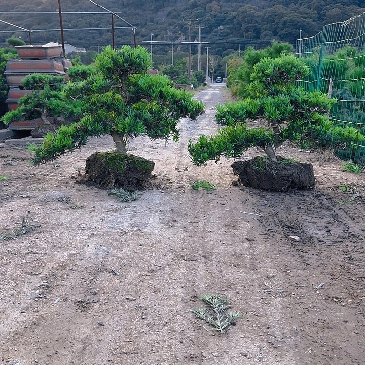 陈***无花朵66666666666