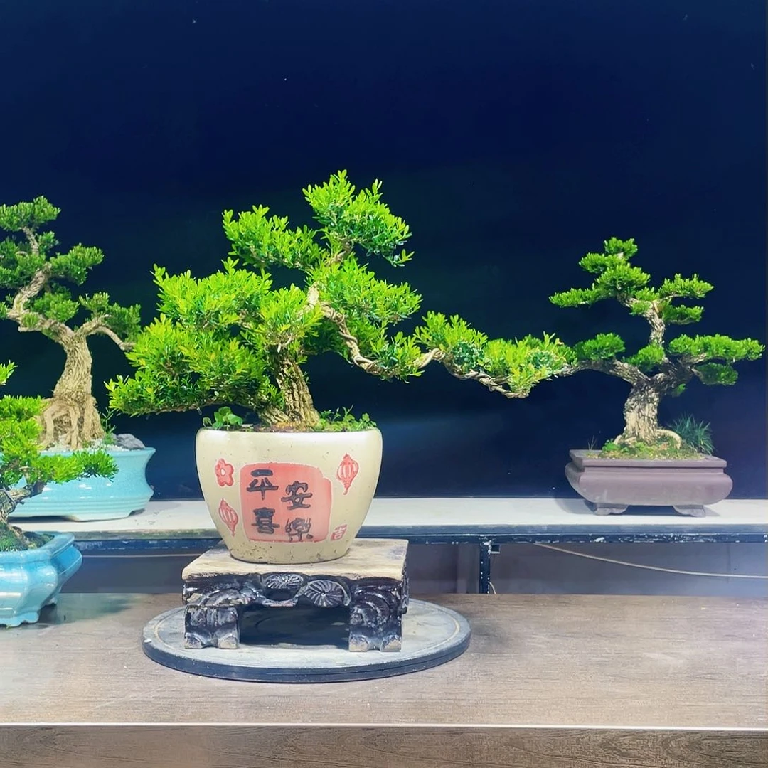 完全开放黄杨盆景四季常青