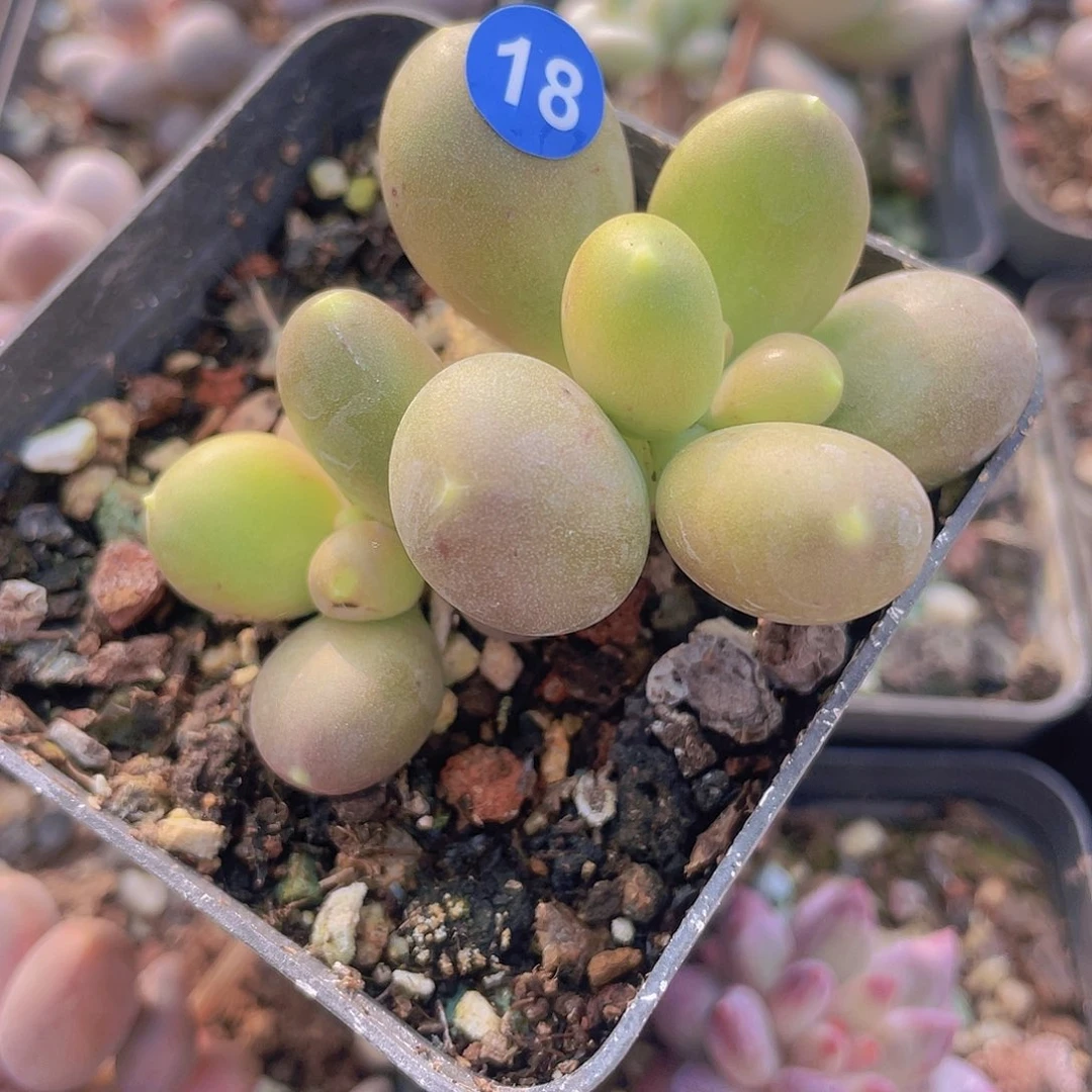 金蟾奶酪 多肉植物 双头