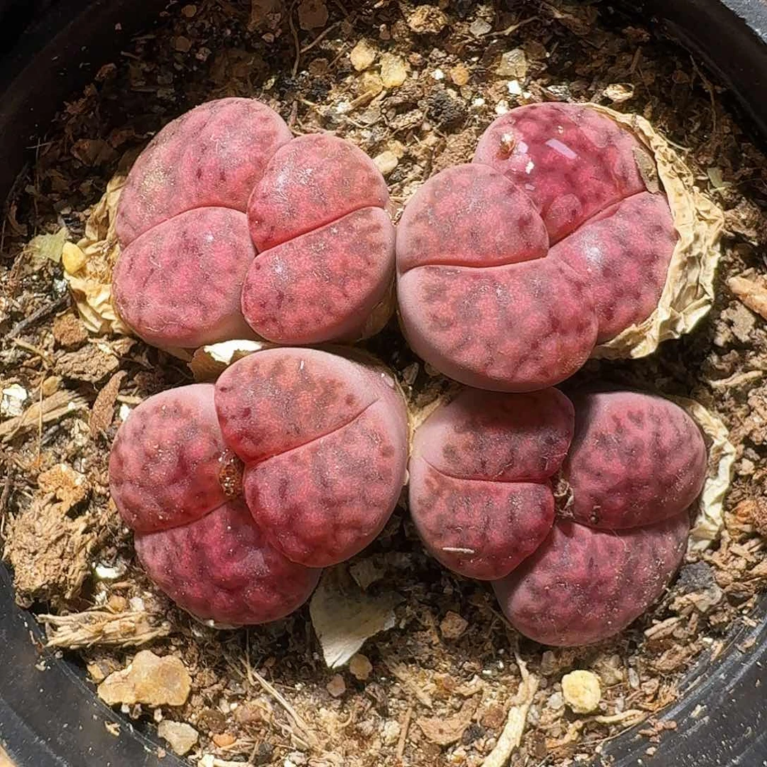 你****u生石花的季节11111111。  287