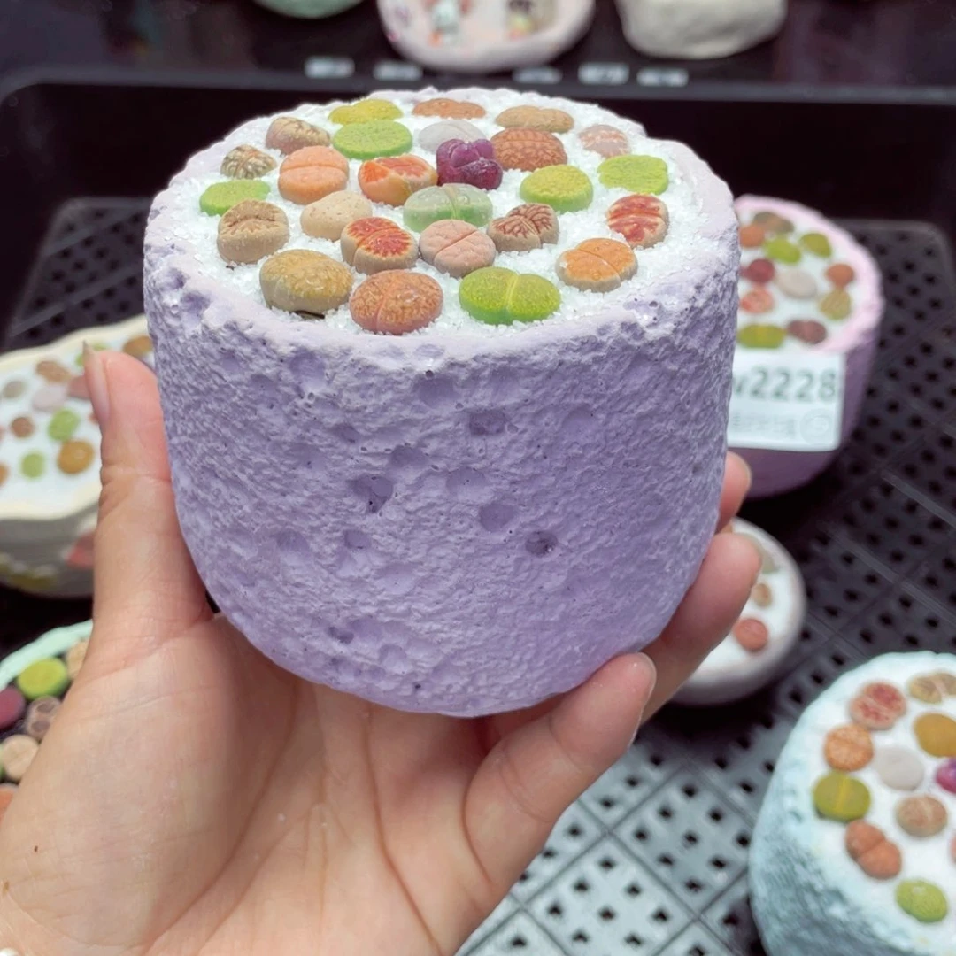 一****子w2248 带盆土发货一物一拍