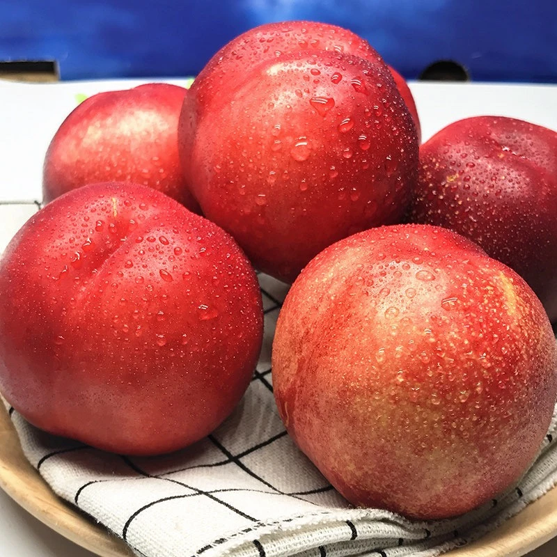 【脆嫩多汁】智利进口油桃 约600g/份