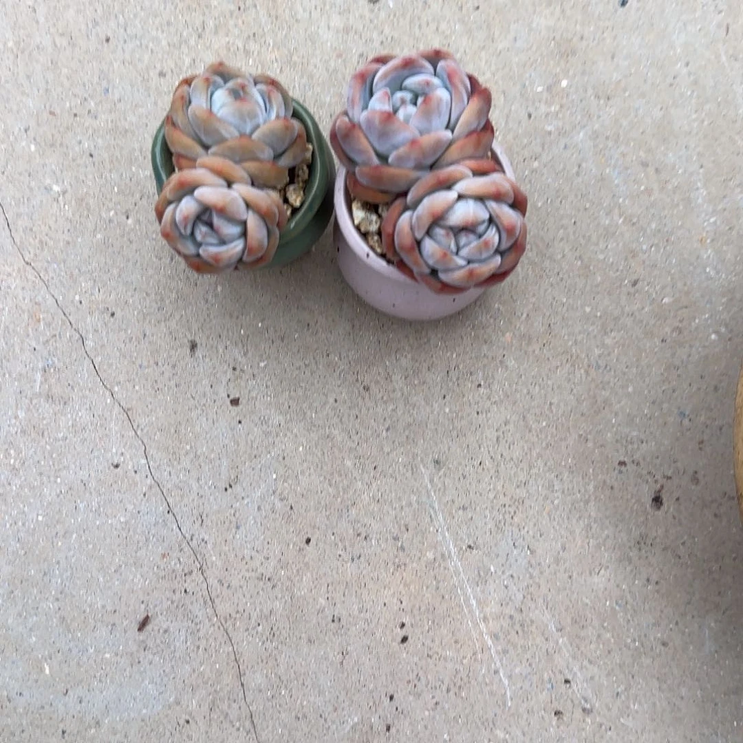 J**J星影2颗带盆发无砍