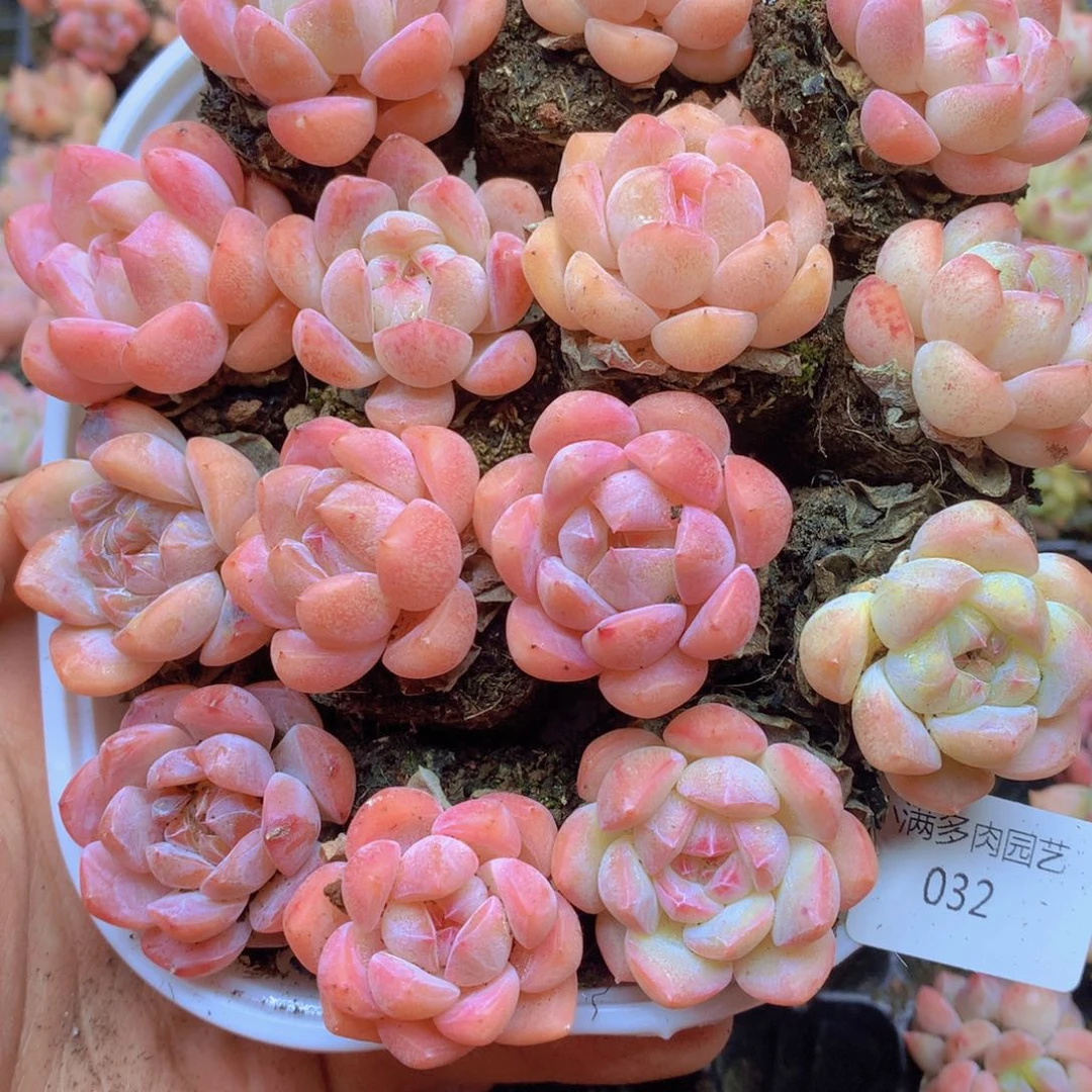 我要去看你了啊我的天032