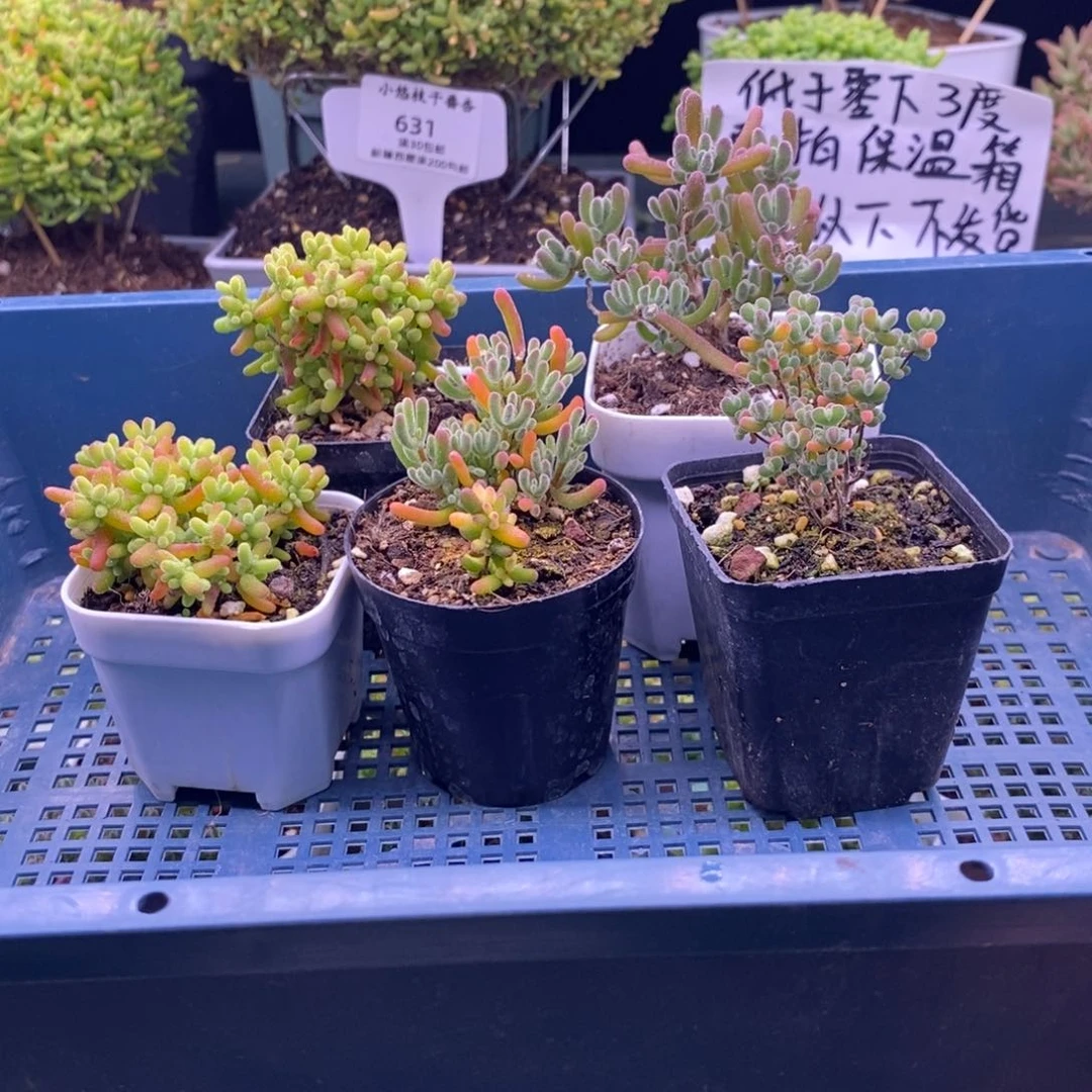 682五颗福利。