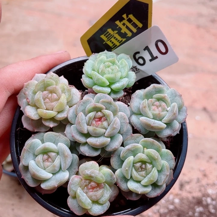 多肉植物多肉植物