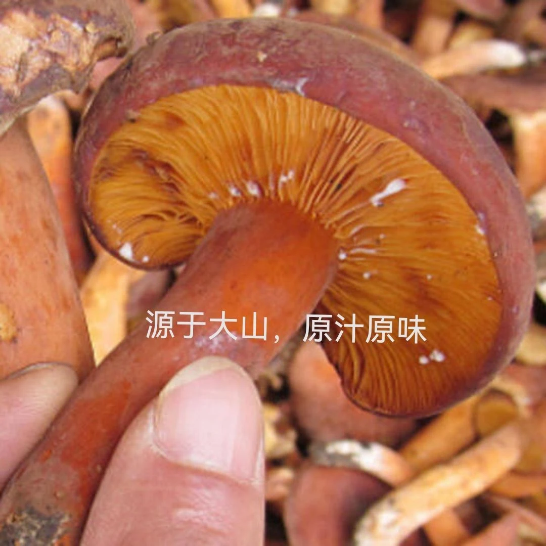 云南野生菌奶浆菌干货今年精选食用菌辣椒爆炒奶浆菌天然素食材