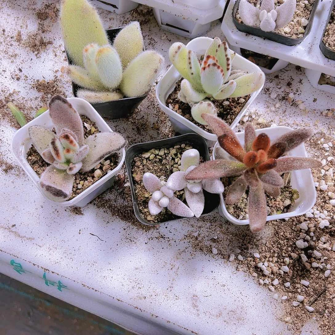 兔子组合5个19包邮