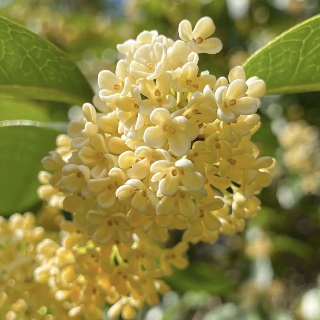 【带花苞桂花】四季开花佛顶珠桂花盆栽浓香花卉室内外庭院阳台种植