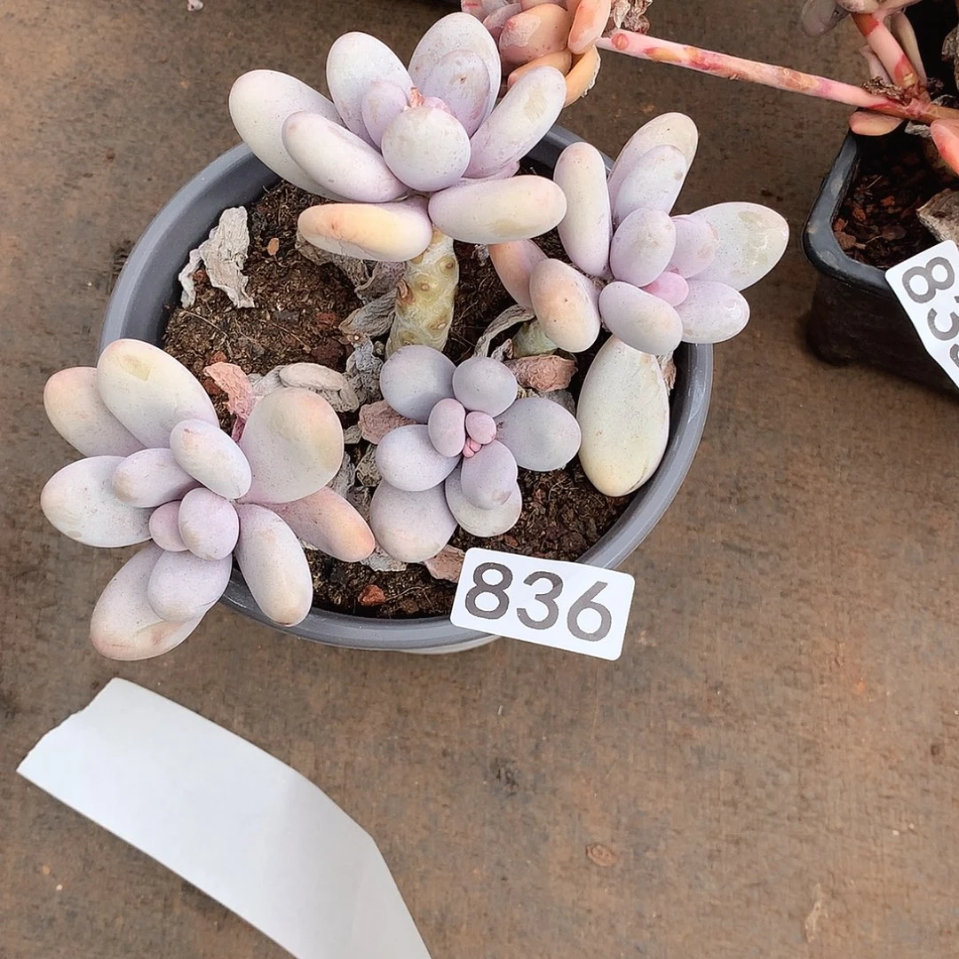 836奶酪一物一拍多肉