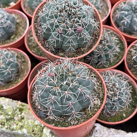 酱**妈仙人球葵花¥19吧。