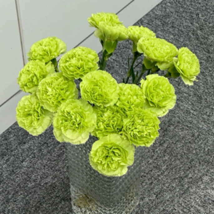 5支绿色康乃馨家用鲜花耐养花期长