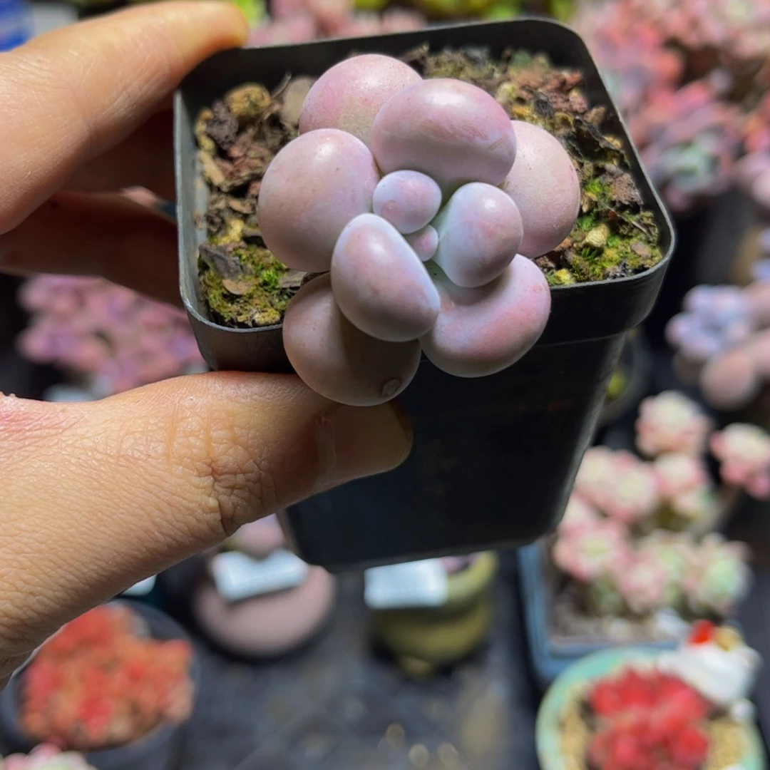 1265芭比奶酪4厘米多肉