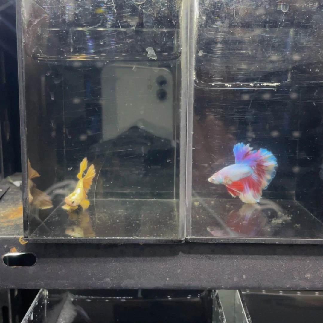 海水鱼哈哈哈哈哈哈哈哈哈