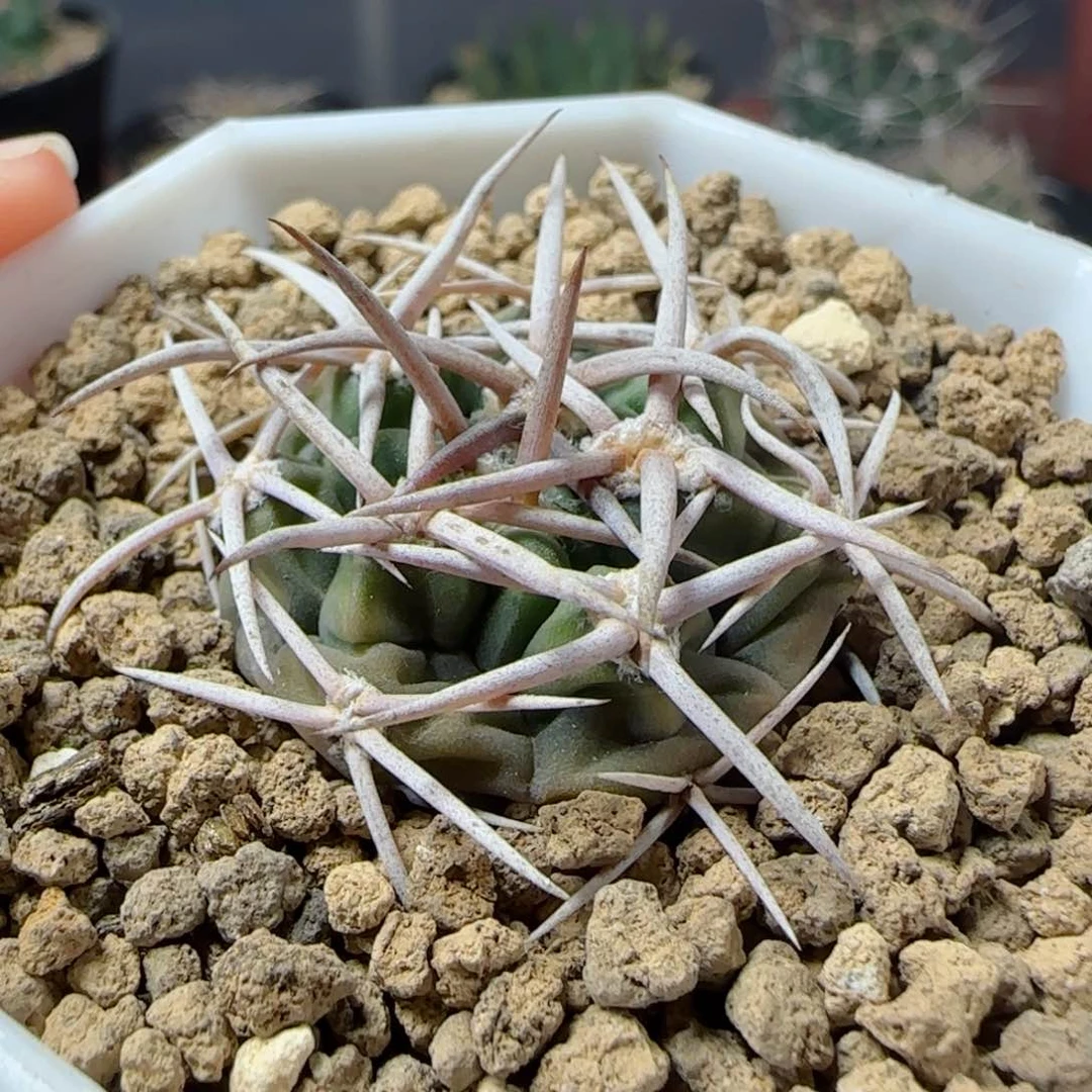 又**了A108实生碧岩玉多肉