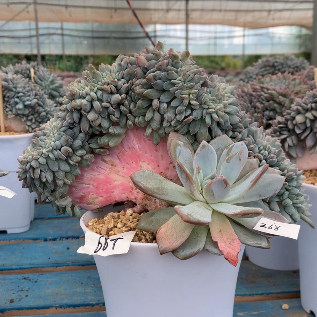 684崔崔多肉新疆西藏内蒙不包邮