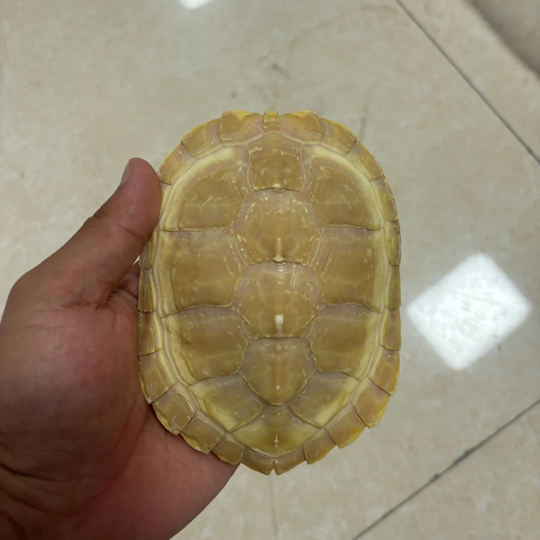 一对情侣乌龟黄金招财巴西龟小乌龟活物宠物观赏长寿活体乌龟