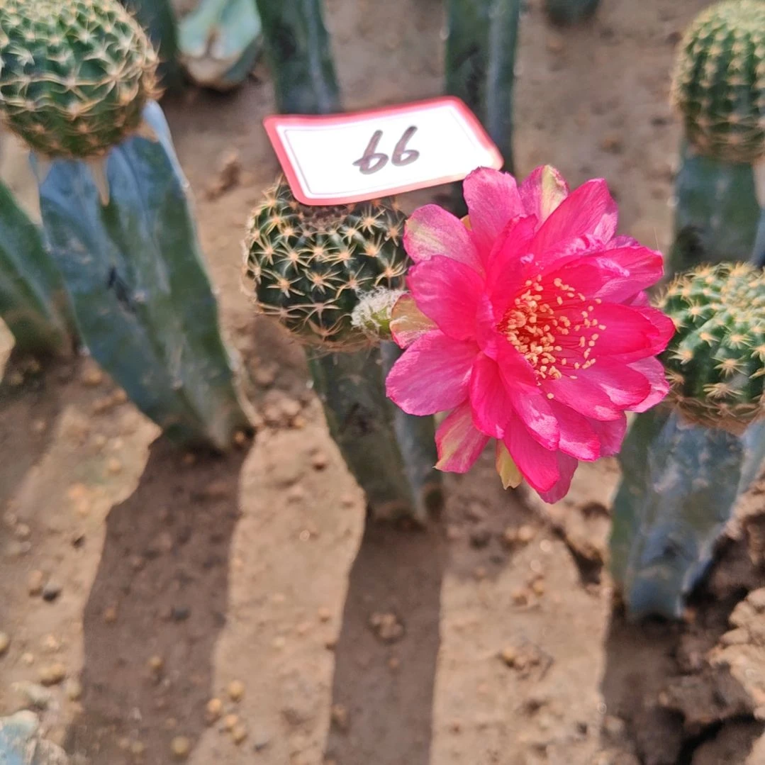 丽花金荷花龙神木嫁接66福