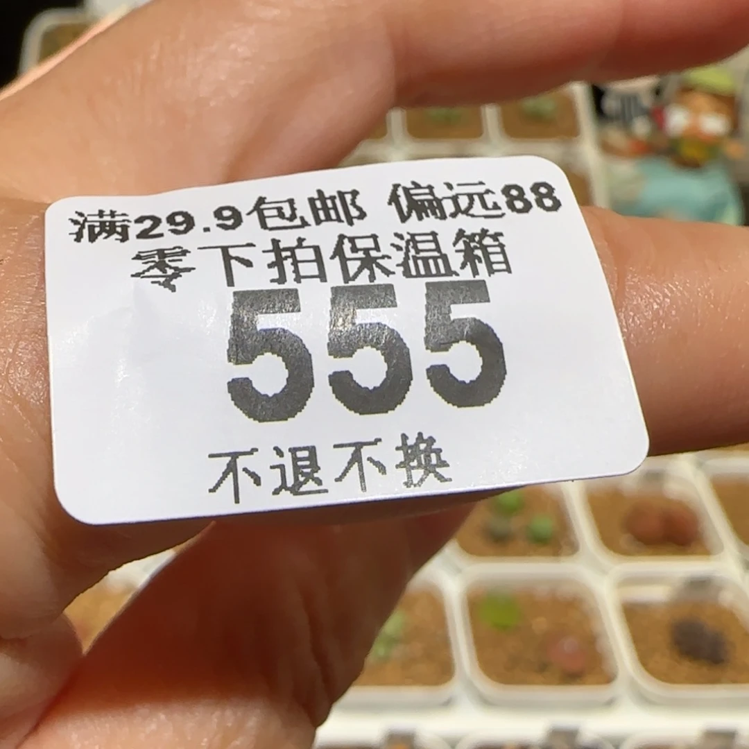 、****肉锥多肉植物组合-555