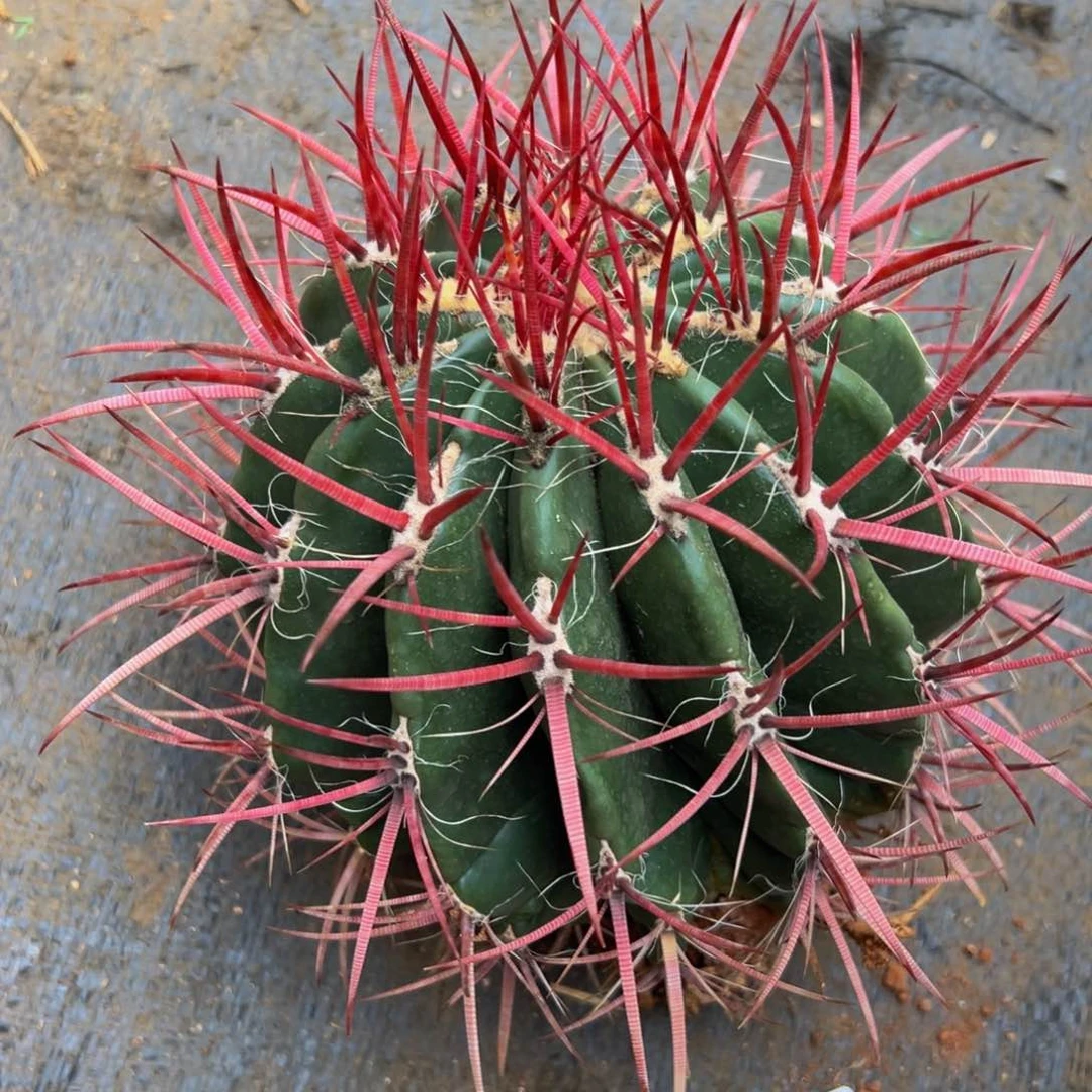 墨西哥红虎大精品（搬迁处理）