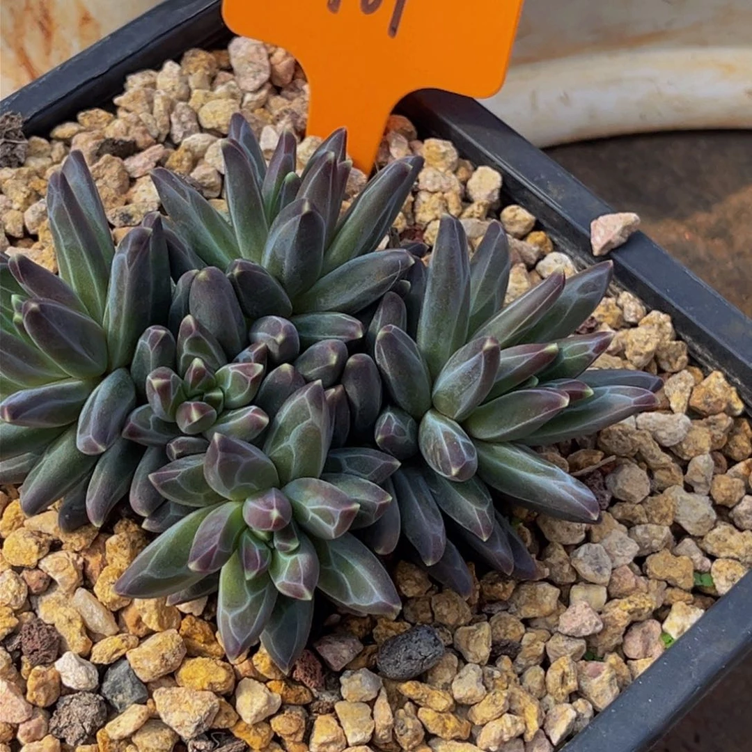 1981号上午多肉植物群生多肉植物