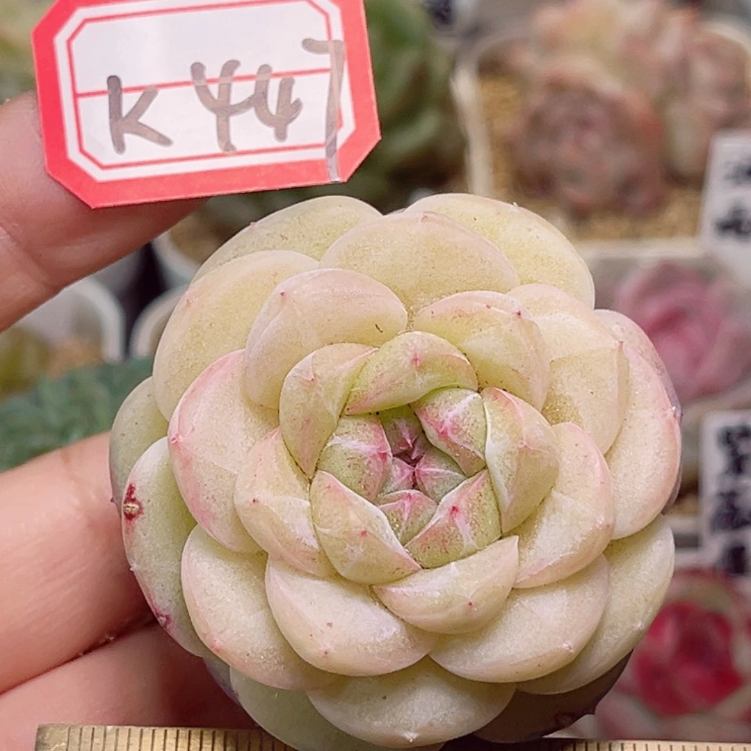 K447一物一拍 浅梦