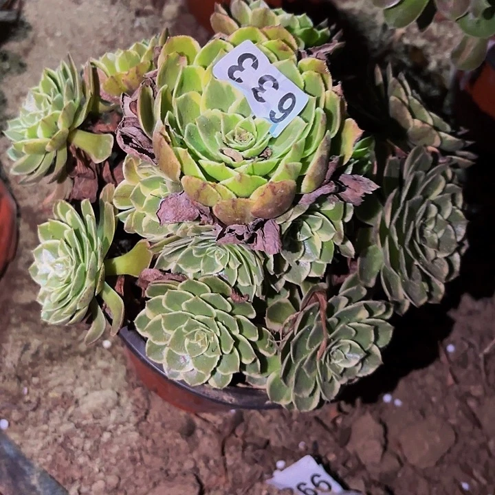 633孔雀翎多肉植物不售后