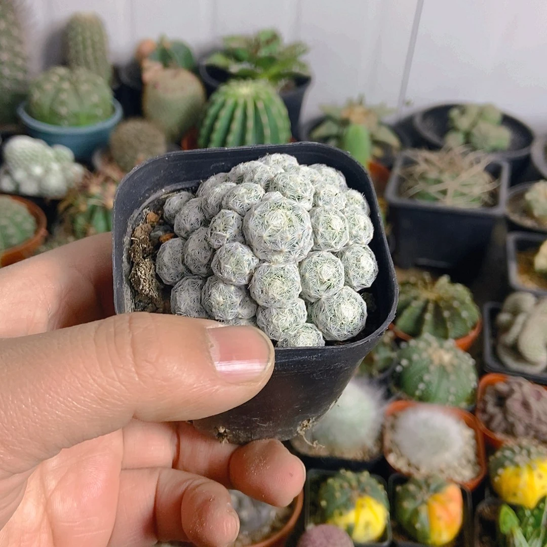 季春星一物一拍，
