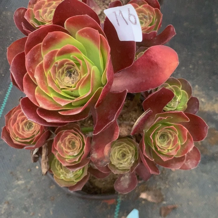716玫瑰多多肉植物