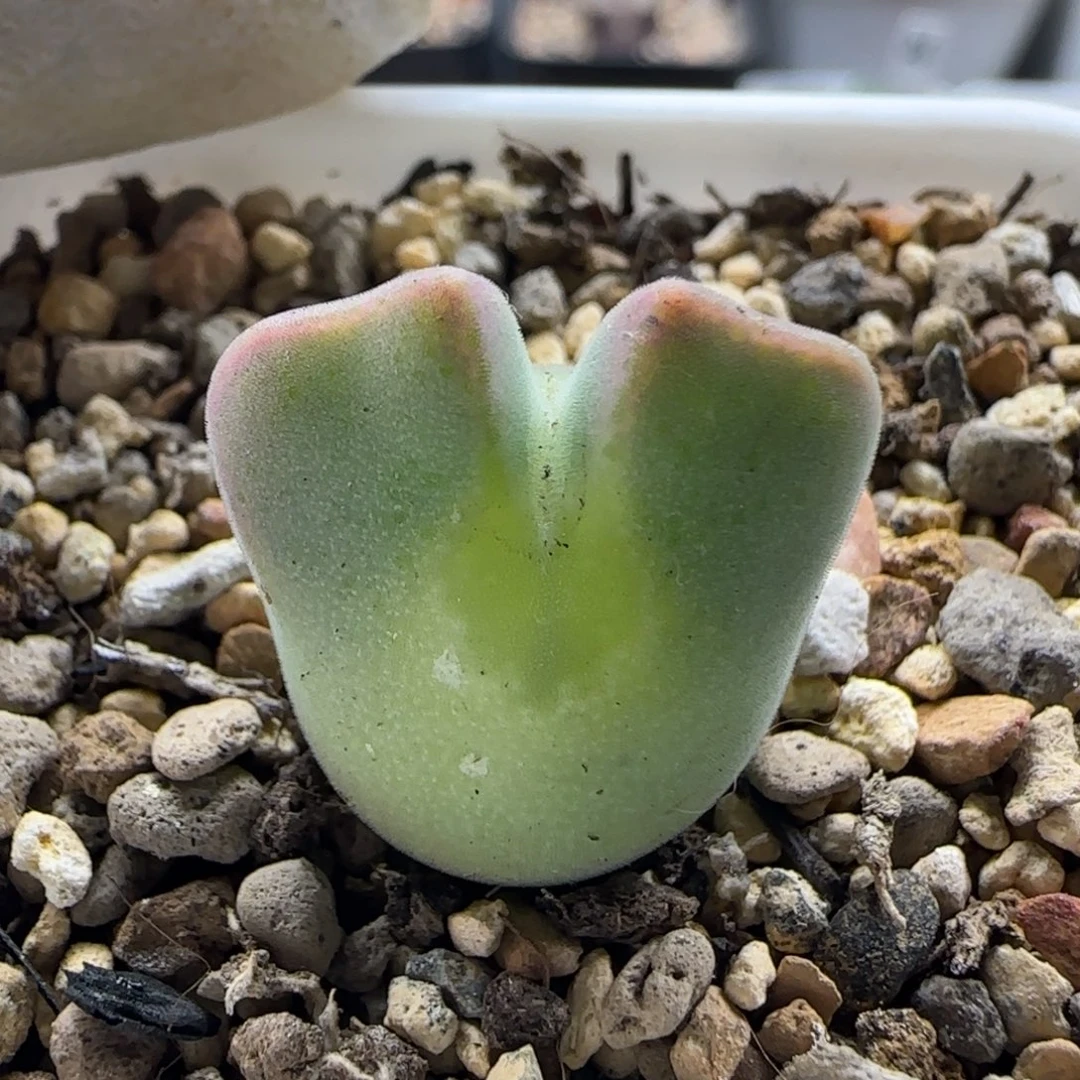 12-24-2-6拍单联系客服延迟发货-3年天使之翼空蝉1.9cm脱土