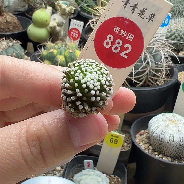 自根松针牡丹1.8cm