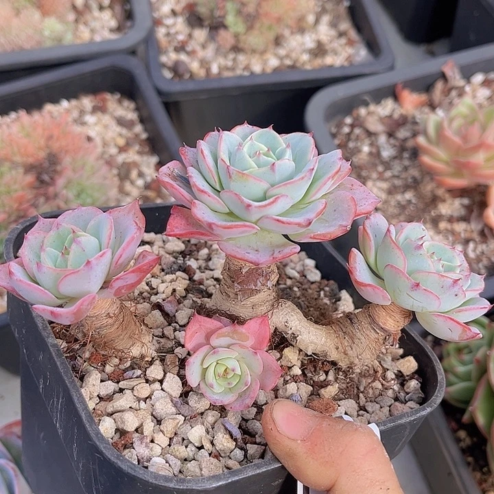 奶油黄桃19152多肉植物